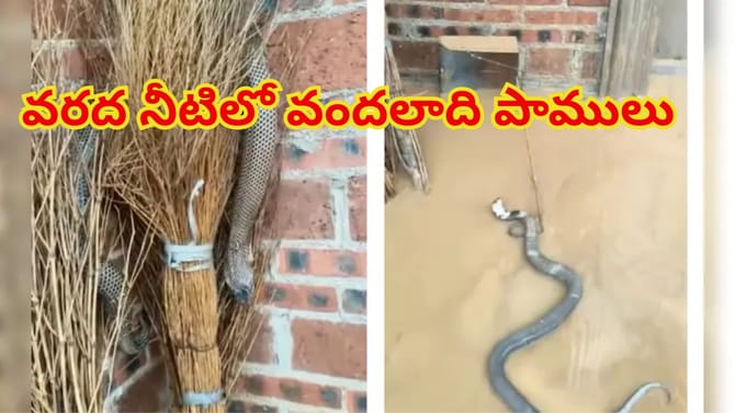 వరద నీటిలో కొట్టుకువచ్చిన వందలాది పాములు.. వణుకుతున్న జనం!