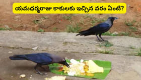మరణానంతర కర్మల్లో కాకులకు మాత్రమే పిండం ఎందుకు పెడతారు? దీని..