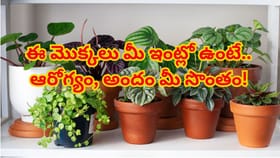ఇంటి గాలిని స్వచ్ఛంగా మార్చే 5 అద్భుతమైన ఇండోర్ మొక్కలు.. ఆరోగ్యం