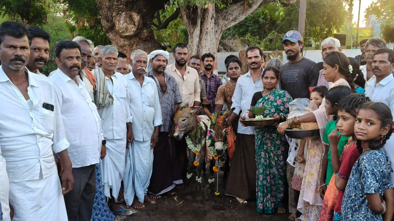 Andhra Pradesh: ఇదేం పద్దతిరా నాయన.. వర్షం కోసం గాడిదలకు పెళ్లి.. తెలుగు రాష్ట్రాల్లో ఎక్కడంటే..?