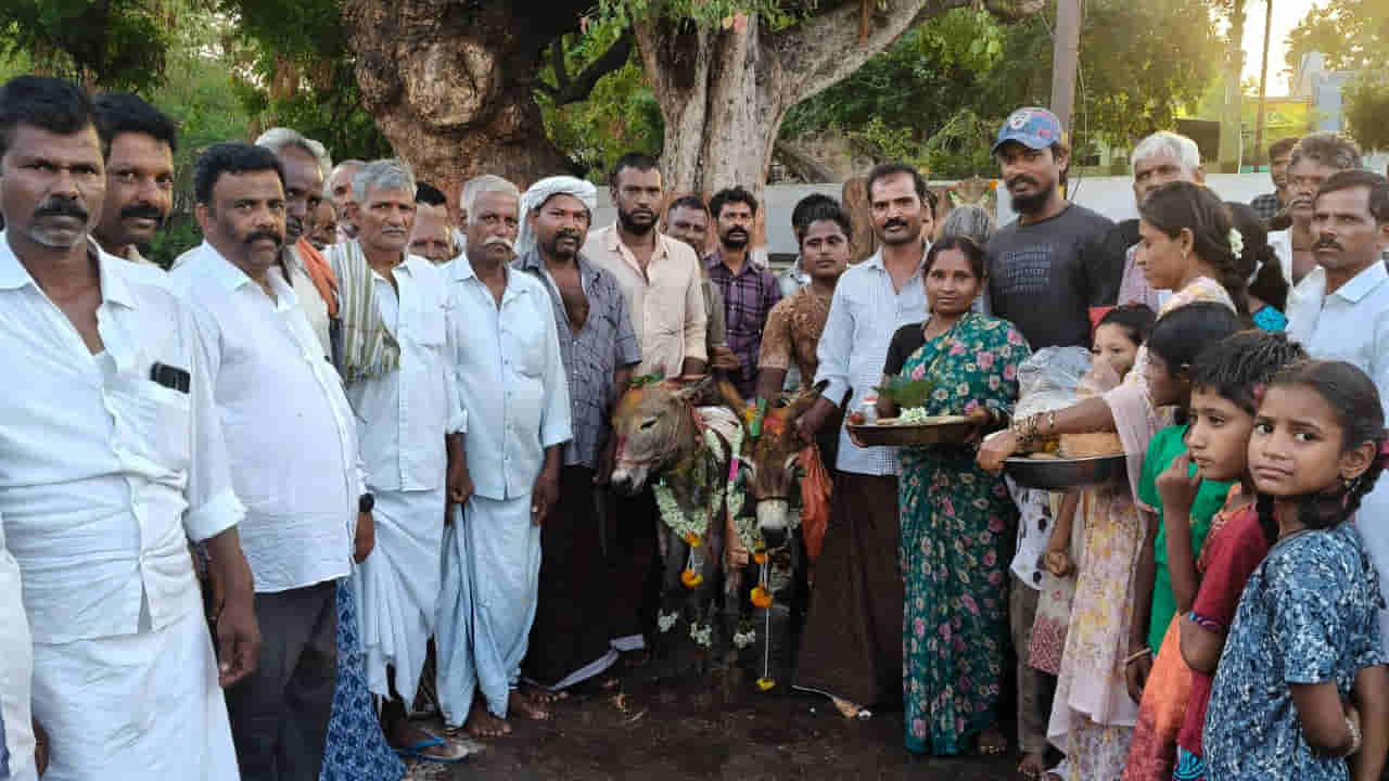Andhra Pradesh: ఇదేం పద్దతిరా నాయన.. వర్షం కోసం గాడిదలకు పెళ్లి.. తెలుగు రాష్ట్రాల్లో ఎక్కడంటే..?