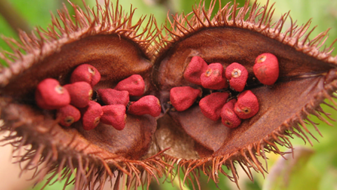 Annatto Seeds 1