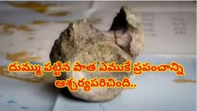 మ్యూజియంలో 40 ఏళ్లుగా దుమ్ము పట్టిన ఎముక.. తీరా చూస్తే 8 కోట్ల