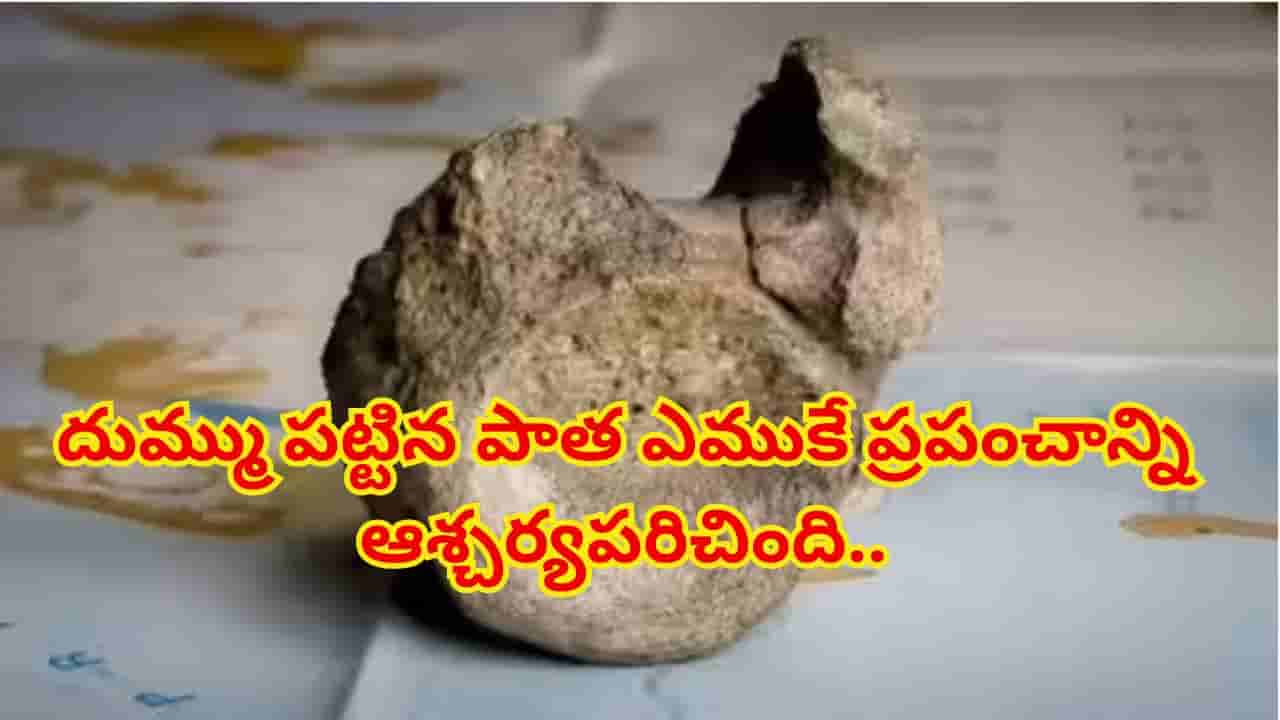 మ్యూజియంలో 40 ఏళ్లుగా దుమ్ము పట్టిన ఎముక.. తీరా చూస్తే, 8 కోట్ల ఏళ్ల నాటి రహస్యం బట్టబయలు!