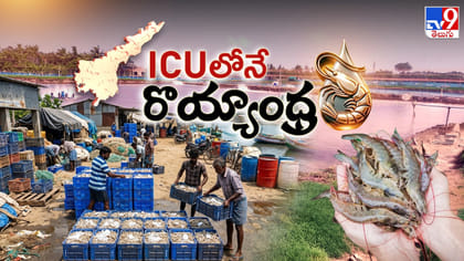 రొయ్య రైతు పొలికేక...! బరువు దించే నాథుడెక్కడ?