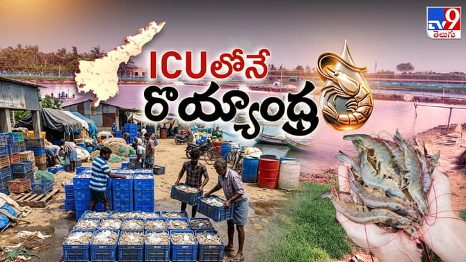 రొయ్య రైతు పొలికేక...! బరువు దించే నాథుడెక్కడ?