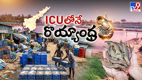 Aquaculture: ఏపీలో ఆక్వా రైతుల దుస్థితికి కారణం ఏంటి..? గట్టెక్కేది ఎలా..?