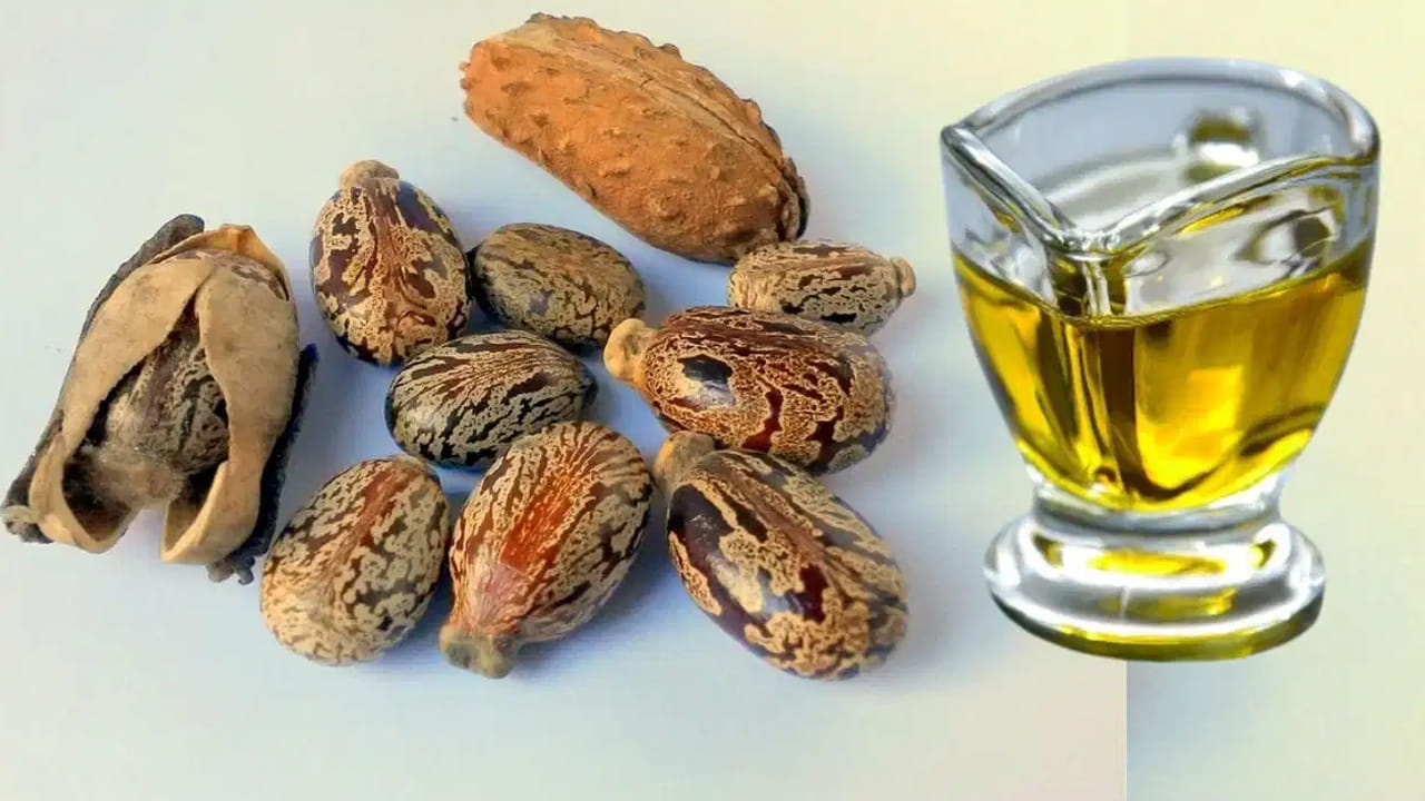 సహజసిద్ధమైన మాయిశ్చరైజర్: పొడి చర్మం (Dry Skin) ఉన్నవారికి ఆముదం ఒక వరం లాంటిది. ఇది చర్మంలోని తేమను బయటకు పోకుండా లాక్ చేస్తుంది. రాత్రి పడుకునే ముందు కొన్ని చుక్కల ఆముదాన్ని ముఖానికి, చేతులకు రాసుకుంటే చర్మం కోమలంగా, కాంతివంతంగా మారుతుంది.