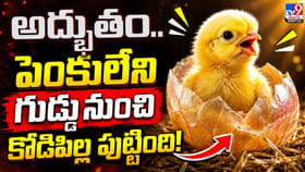 అద్భుతం.. పెంకులేని గుడ్డునుంచి కోడిపిల్ల పుట్టింది!