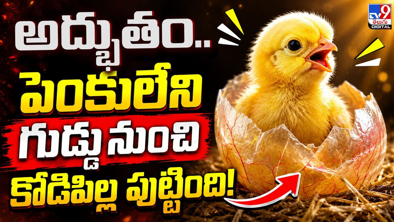అద్భుతం.. పెంకులేని గుడ్డునుంచి కోడిపిల్ల పుట్టింది! అద్భుతం.. పెంకులేని గుడ్డునుంచి కోడిపిల్ల పుట్టింది!