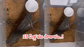 Video: కృత్రిమంగా పొదిగిన నాగుపాము గుడ్లు..!