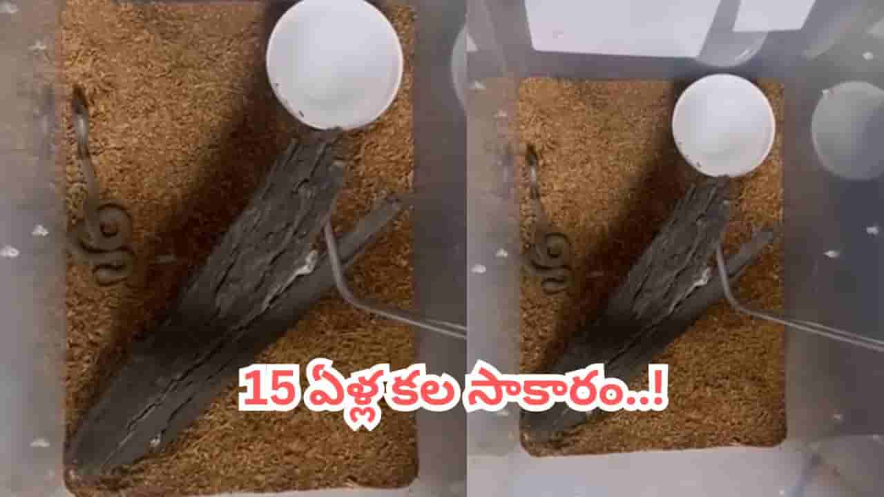 Video: 15 ఏళ్ల తర్వాత అద్భుతం.. కృత్రిమంగా పొదిగిన నాగుపాము గుడ్లు..!