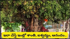 ఆషాఢ పౌర్ణమి రోజున రావి చెట్టు పూజ ఎందుకు చేయాలి? ఇలా చేస్తే..