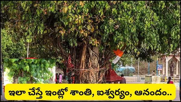 Guru Purnima: ఆషాఢ పౌర్ణమి రోజున రావి చెట్టు పూజ ఎందుకు చేయాలి? ఇలా చేస్తే విష్ణు-లక్ష్మీ అనుగ్రహం!