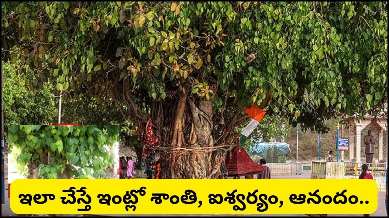 Guru Purnima: ఆషాఢ పౌర్ణమి రోజున రావి చెట్టు పూజ ఎందుకు చేయాలి? ఇలా చేస్తే విష్ణు-లక్ష్మీ అనుగ్రహం!