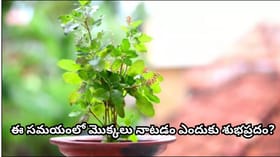 ఈ 5 మొక్కలు నాటితే శుభం.. వాస్తు ప్రకారం ఇంటికి సానుకూల శక్తి,..