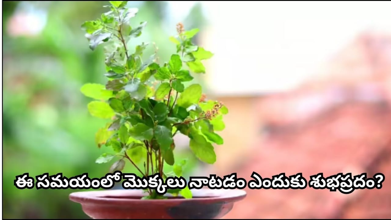 Vastu Tips: ఈ 5 మొక్కలు నాటితే శుభం.. వాస్తు ప్రకారం ఇంటికి సానుకూల శక్తి, ఐశ్వర్యం తెస్తాయట!