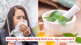 ఉదయాన్నే ఆ ఒక్క ఆకును నమిలి తింటే చాలు.. దగ్గు, జలుబు పరార్