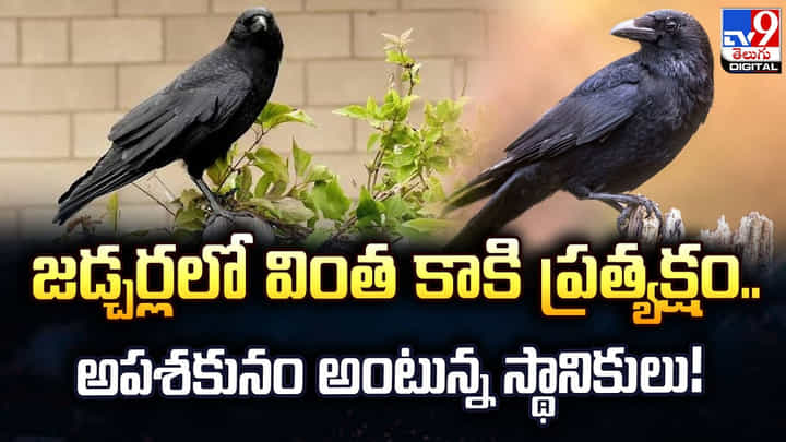 జడ్చర్లలో వింత కాకి ప్రత్యక్షం.. అపశకునం అంటున్న స్థానికులు! జడ్చర్లలో వింత కాకి ప్రత్యక్షం.. అపశకునం అంటున్న స్థానికులు!