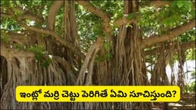 ఇంట్లో మర్రి చెట్టు పెరిగితే శుభమా? అశుభమా? వాస్తు శాస్త్రం...