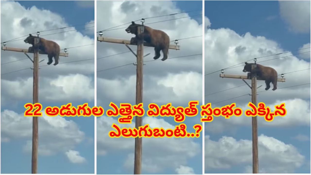 22 అడుగుల ఎత్తైన విద్యుత్ స్తంభం ఎక్కిన ఎలుగుబంటి.. 7,200 వోల్టుల వైర్లపై వేలాడుతూ..
