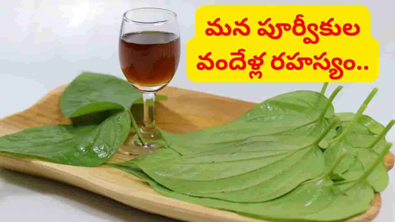 ఈ ఒక్క ఆకుతో వందల రోగాలు నయం.. మన పూర్వీకుల 100ఏళ్ల హెల్త్ సీక్రెట్ ఇదిగో..