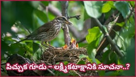 ఇంట్లో పక్షులు గూడు కట్టుకున్నాయా? అదృష్టం, ఐశ్వర్యానికి ఇవి..