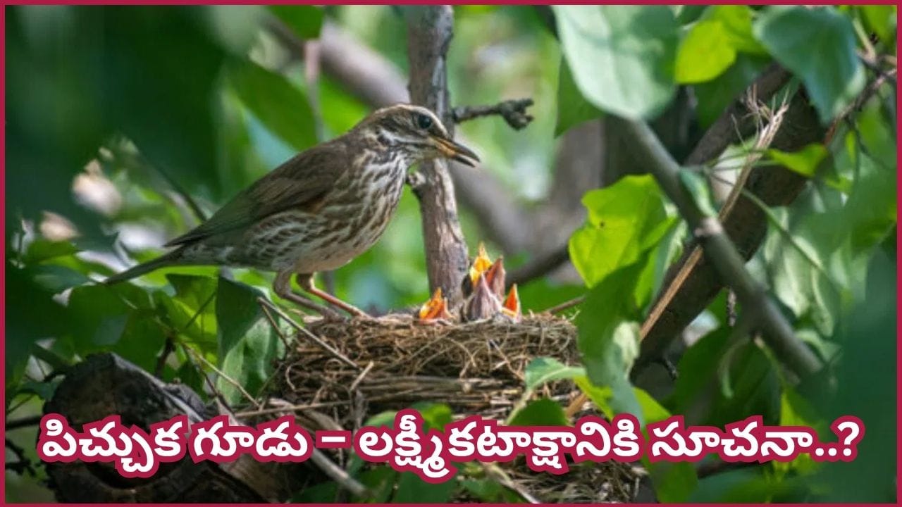 ఇంట్లో పక్షులు గూడు కట్టుకున్నాయా? అదృష్టం, ఐశ్వర్యానికి ఇవి సంకేతమా? అసలు విషయం ఇదే!