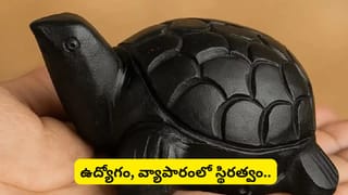 Feng Shui Tips: ఇంట్లో నల్ల తాబేలును ఉంచితే కలిగే ప్రయోజనాలు ఇవే.. ఏ దిశలో ఉంచితే అదృష్టం కలిసొస్తుంది?