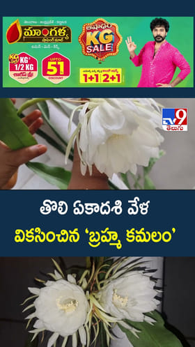 తొలి ఏకాదశి వేళ వికసించిన ‘బ్రహ్మ కమలం’