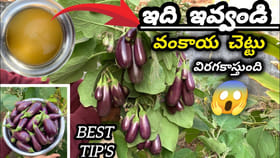 గుత్తులు, గుత్తులుగా వంకాయలు కాయాలి అంటే..?? ఇలా పెంచండి