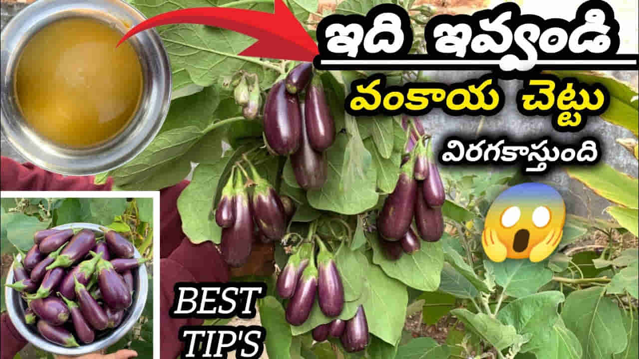 ఇది ఇస్తే చాలు.. వంకాయ చెట్టు కాయలతో వంగిపోవడం ఖాయం..