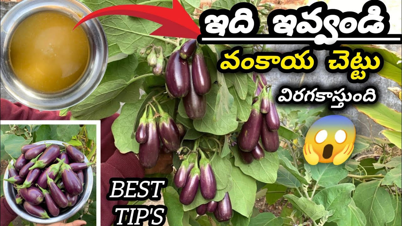 ఇది ఇస్తే చాలు.. వంకాయ చెట్టు కాయలతో వంగిపోవడం ఖాయం..