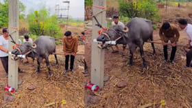 ఈ పశువుల డాక్టర్ ఇలా ఎందుకు చేయిస్తున్నారో తెలుసా..?
