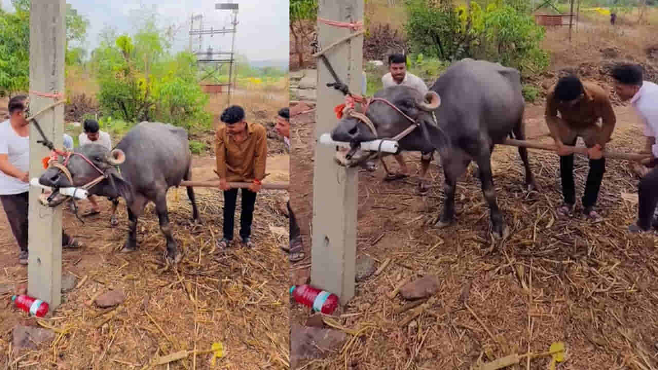 Buffalo : ఈ పశువుల డాక్టర్ ఇలా ఎందుకు చేయిస్తున్నారో తెలుసా..?