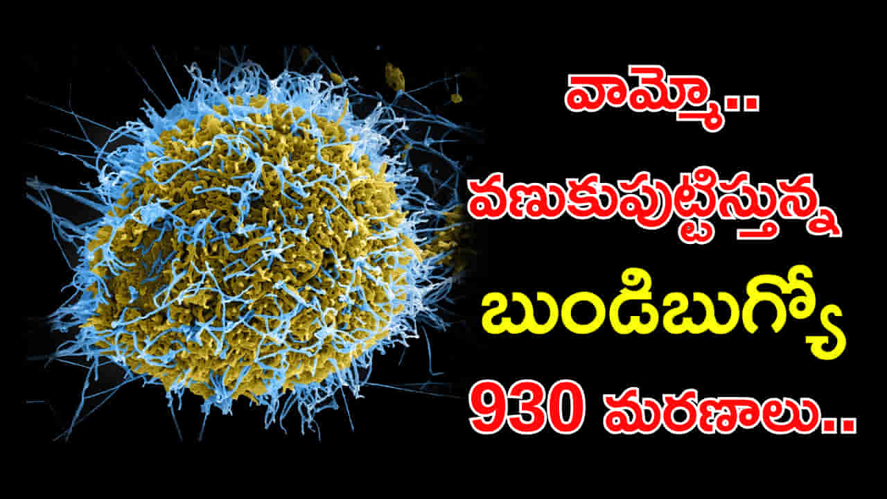 వణికిస్తున్న బుండిబుగ్యో.. 2,344 కేసులు, 930 మరణాలు!