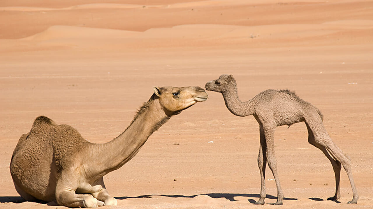 Camel Facts: కోపం వచ్చినప్పుడు ఉమ్మి వేస్తాయి.. ఒంటెల గురించి ఆశ్చర్యపరిచే ఆసక్తికర విషయాలు