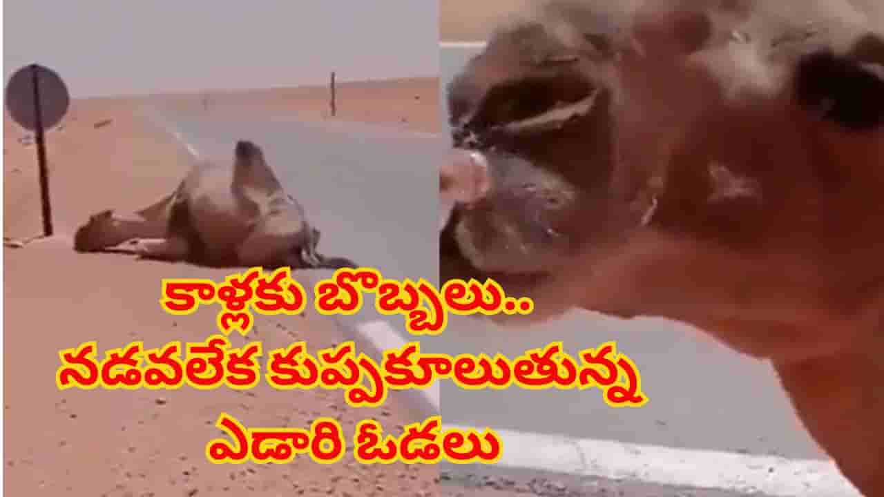 ఓరీ దేవుడో ఇవేం ఎండలురా సామీ.. ఎడారి ఓడల కాళ్లకు బొబ్బలు! నడవలేక కుప్పకూలుతున్న ఒంటెలు