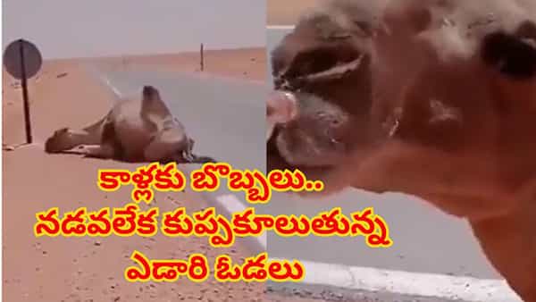 ఓరీ దేవుడో ఇవేం ఎండలురా సామీ.. ఎడారి ఓడల కాళ్లకు బొబ్బలు! నడవలేక కుప్పకూలుతున్న ఒంటెలు