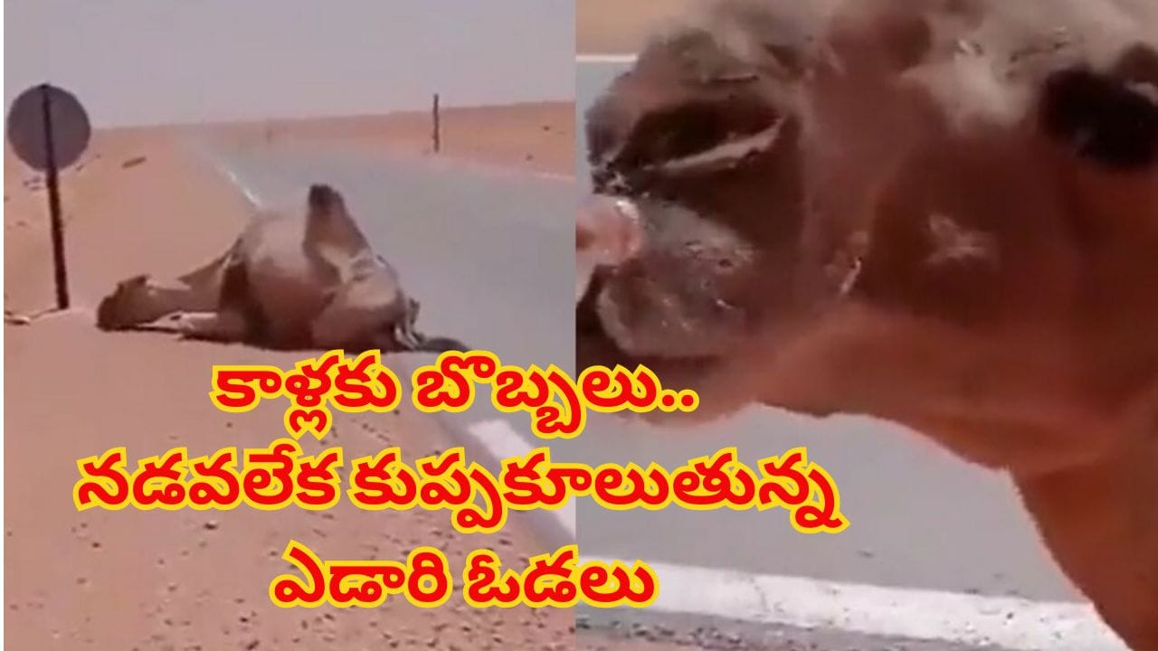 ఓరీ దేవుడో ఇవేం ఎండలురా సామీ.. ఎడారి ఓడల కాళ్లకు బొబ్బలు! నడవలేక కుప్పకూలుతున్న ఒంటెలు