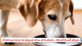 పొరపాటున కూడా ఈ కుక్కలకు పాలు తాగించకండి... లేదంటే డేంజర్ తప్పదు
