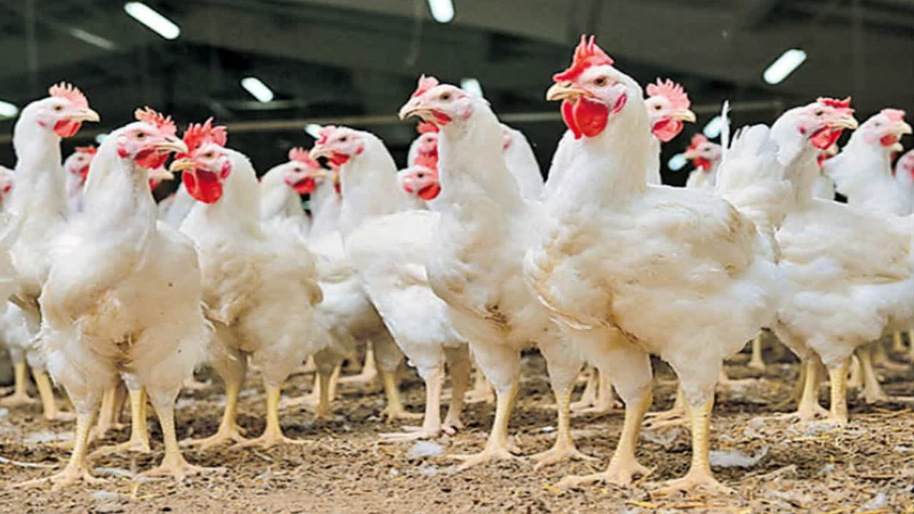 Chicken Prices: వామ్మో.. చికెన్ తినాలంటే ఎక్కువ ఖర్చు పెట్టాల్సిందే.. ఒకేసారి భారీగా పెరిగిన ధరలు..
