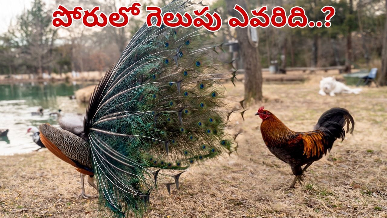 కోడిపుంజు vs మగ నెమలి.. అసలు పోరులో గెలుపు ఎవరిది..? ప్రకృతి రహస్యాలు..