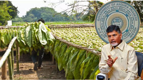 పొగాకు రైతులకు డబుల్ బొనాంజ..!