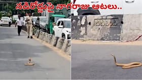 ఇది నా అడ్డా.. ఇక్కడి నుంచి కదిలేది లేదు.. నడిరోడ్డుపై చుక్కలు..
