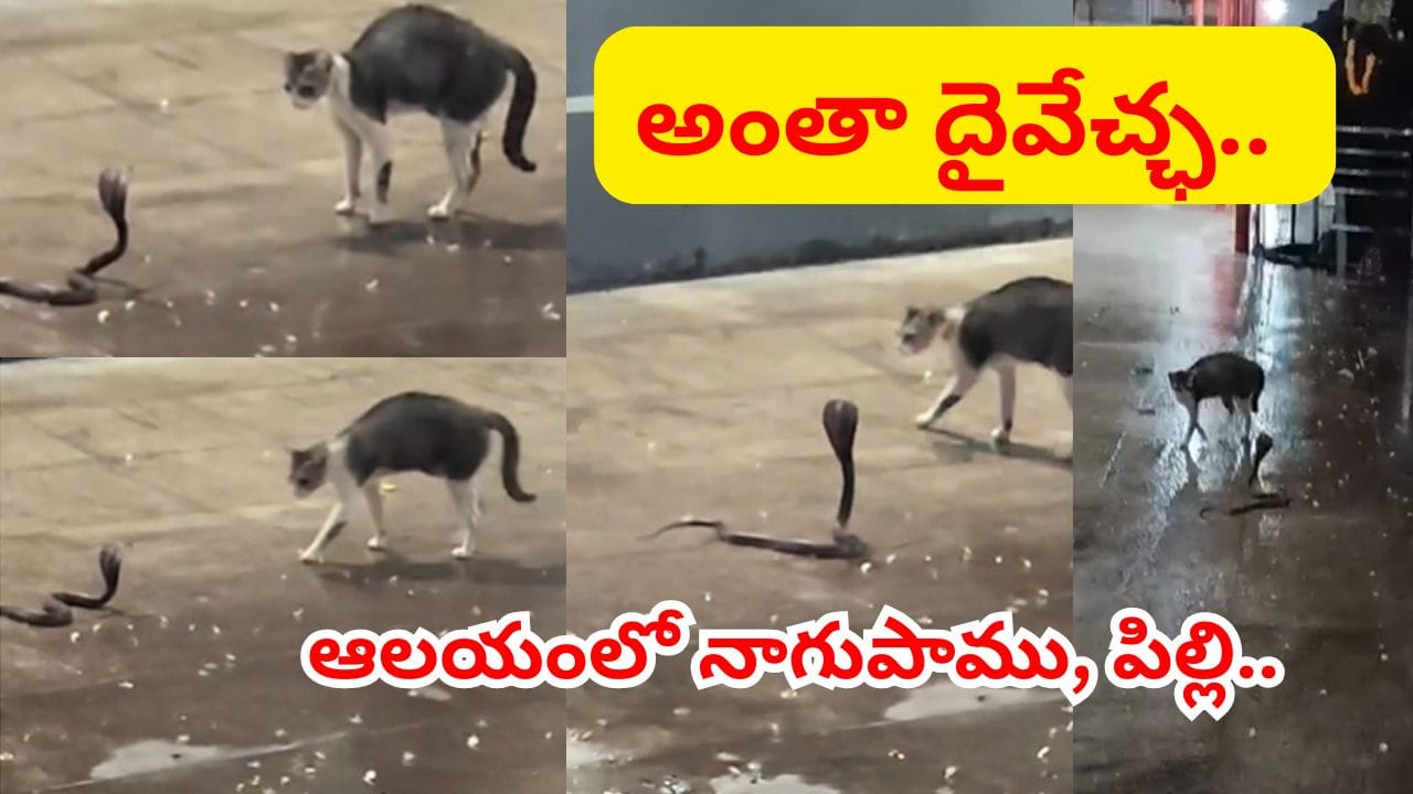 అంతా శివలీలే.. సంగమేశ్వర ఆలయంలో ఎదురుపడ్డ నాగుపాము, పిల్లి.. ఆ తర్వాత జరిగిందిదే..