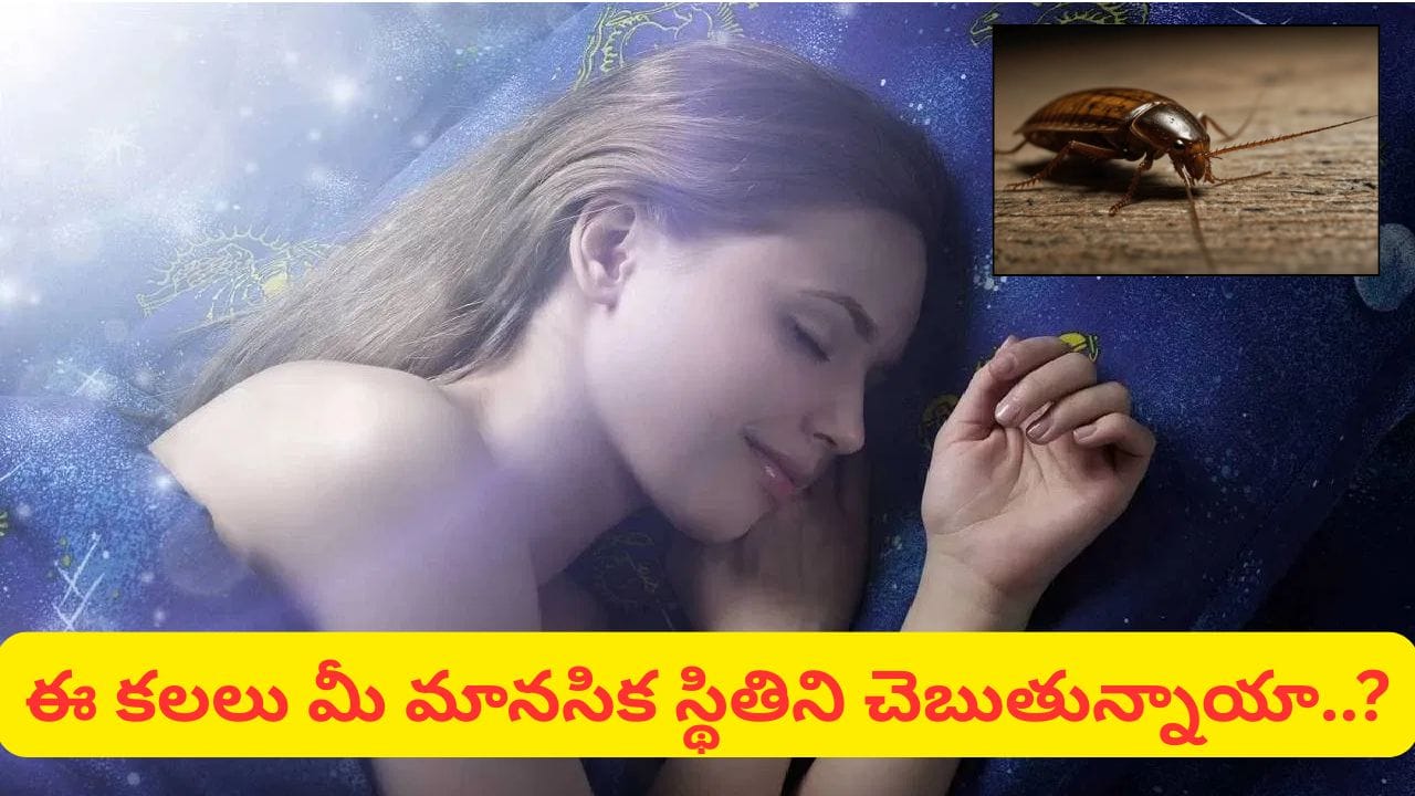 Dream Astrology: కలలో బొద్దింకలు కనిపిస్తున్నాయా? ఇలా వస్తే మాత్రం జాగ్రత్తగా ఉండాల్సిందే..! Dream Astrology: కలలో బొద్దింకలు కనిపిస్తున్నాయా? ఇలా వస్తే మాత్రం జాగ్రత్తగా ఉండాల్సిందే..!