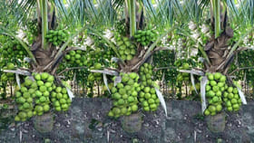 కొబ్బరి సాగు.. రైతులు తలరాత మారుతుందా..? ఇవిగో వివరాలు