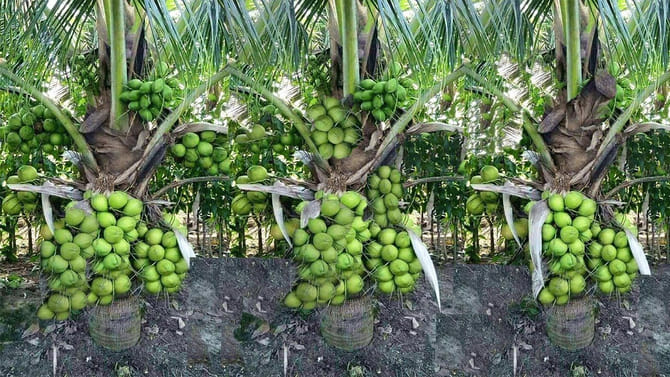 కొబ్బరి సాగు.. రైతులు తలరాత మారుతుందా..? ఇవిగో వివరాలు