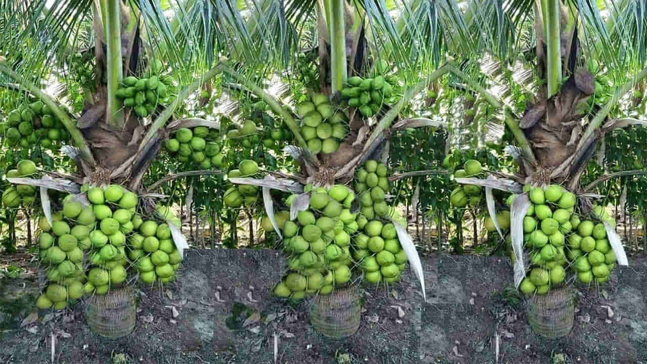 కొబ్బరి సాగు.. నిజంగా బంగారు పంటేనా? ఈ వివరాలు తెలుసుకోండి